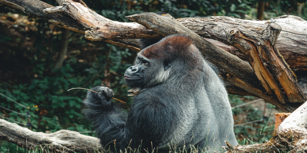 Luxury Gorilla Trek Uganda   